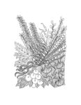 image Cherries zentangle