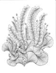 image of Vase with greenery